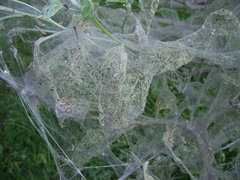 Yponomeuta malinellus