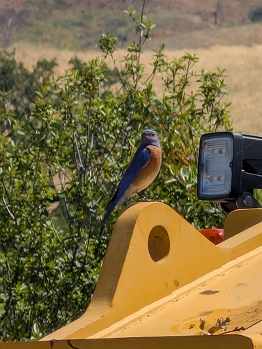 iNaturalist observation photo of Western Bluebird