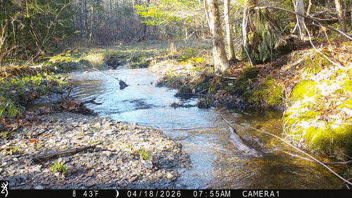 North American River Otter
