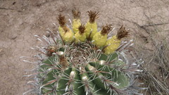 Ferocactus herrerae