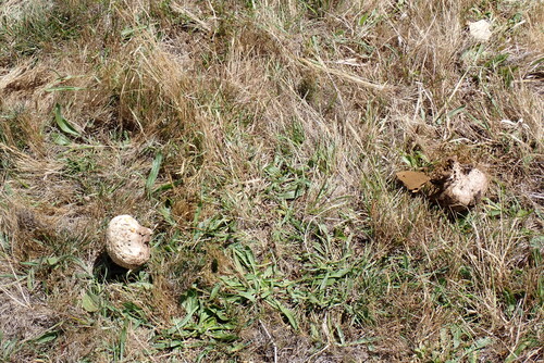 iNaturalist observation photo of puffballs