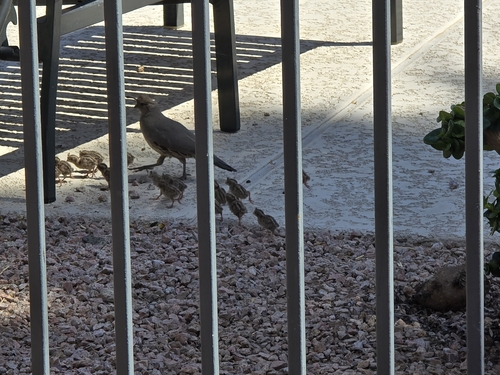 Gambel's Quail observed by gleippert