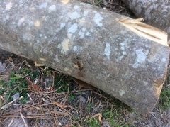 Neoclytus acuminatus