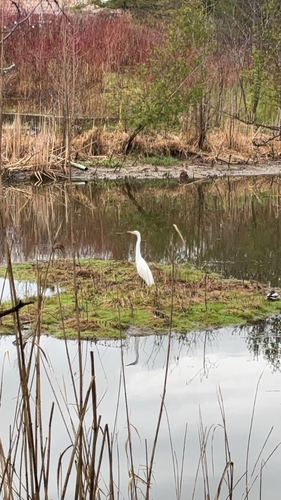 Great Egret observed by gainmead