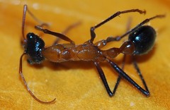 Myrmecia fuscipes