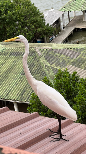Great Egret