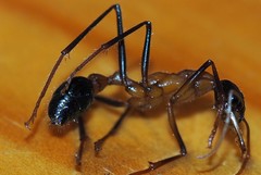 Myrmecia fuscipes