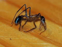 Myrmecia fuscipes