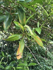 Citharexylum caudatum