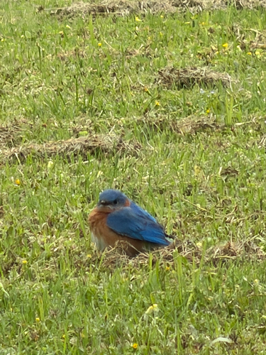 Eastern Bluebird observed by cbennett11