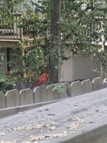Northern Cardinal observed by cherrysoda