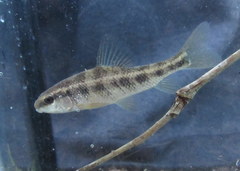 Erimyzon claviformis