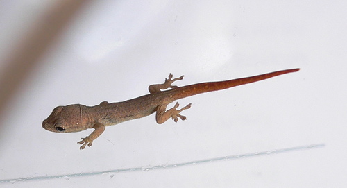 Common Dwarf Gecko