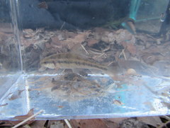 Erimyzon claviformis