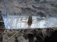 Erimyzon claviformis