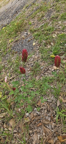 crimson clover