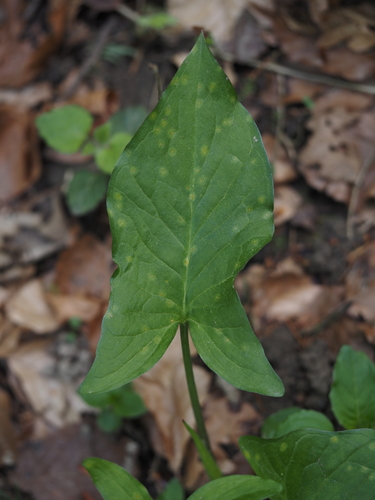 Weißwurz-Glanzgras-Rost