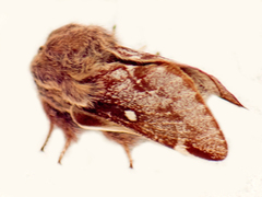 Eriogaster lanestris