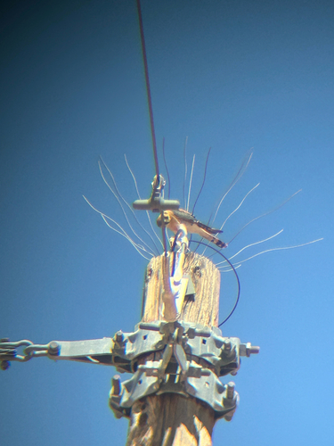 American Kestrel observed by fabiolatorres4