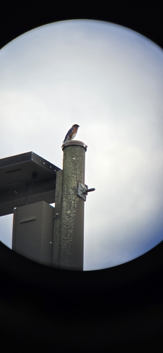 Eastern Bluebird observed by courtney_magill