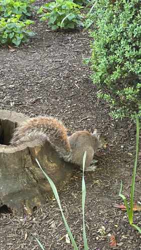 Eastern Gray Squirrel observed by jhl0805