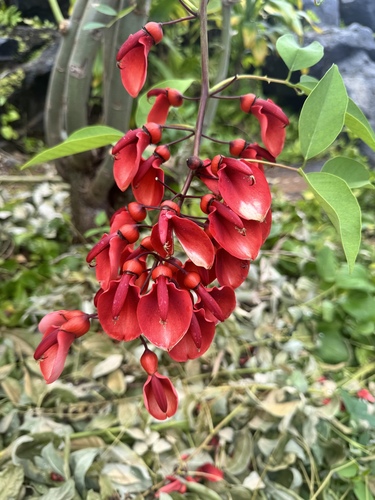 Erythrina crista-galli, 2026-04-18