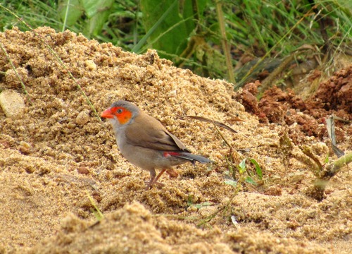 Orange-cheeked Waxbill