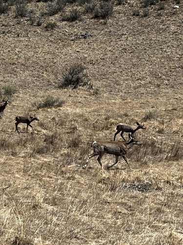 Mule Deer observed by emma_ravage