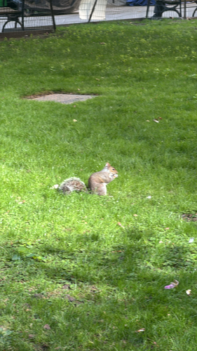 Eastern Gray Squirrel observed by chloezhong