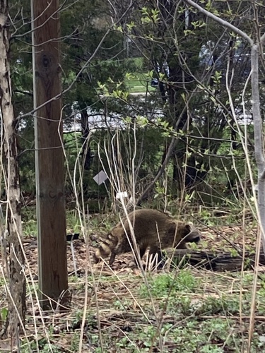 Common Raccoon observed by uwland_lee