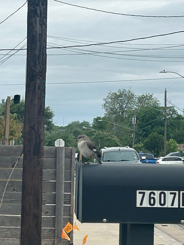Northern Mockingbird observed by twilightecologist