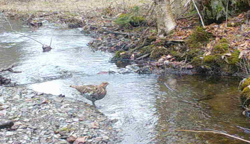 Ruffed Grouse