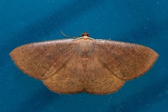 Toanopsis particolor