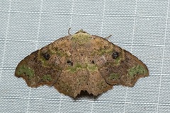 Laspeyria viridicincta