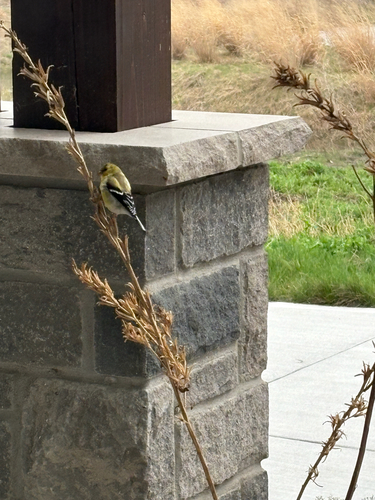 American Goldfinch observed by ablain1989