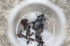 Pterostichus mutus