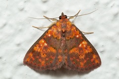 Sarobides inconclusa