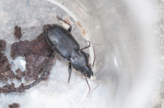Pterostichus mutus