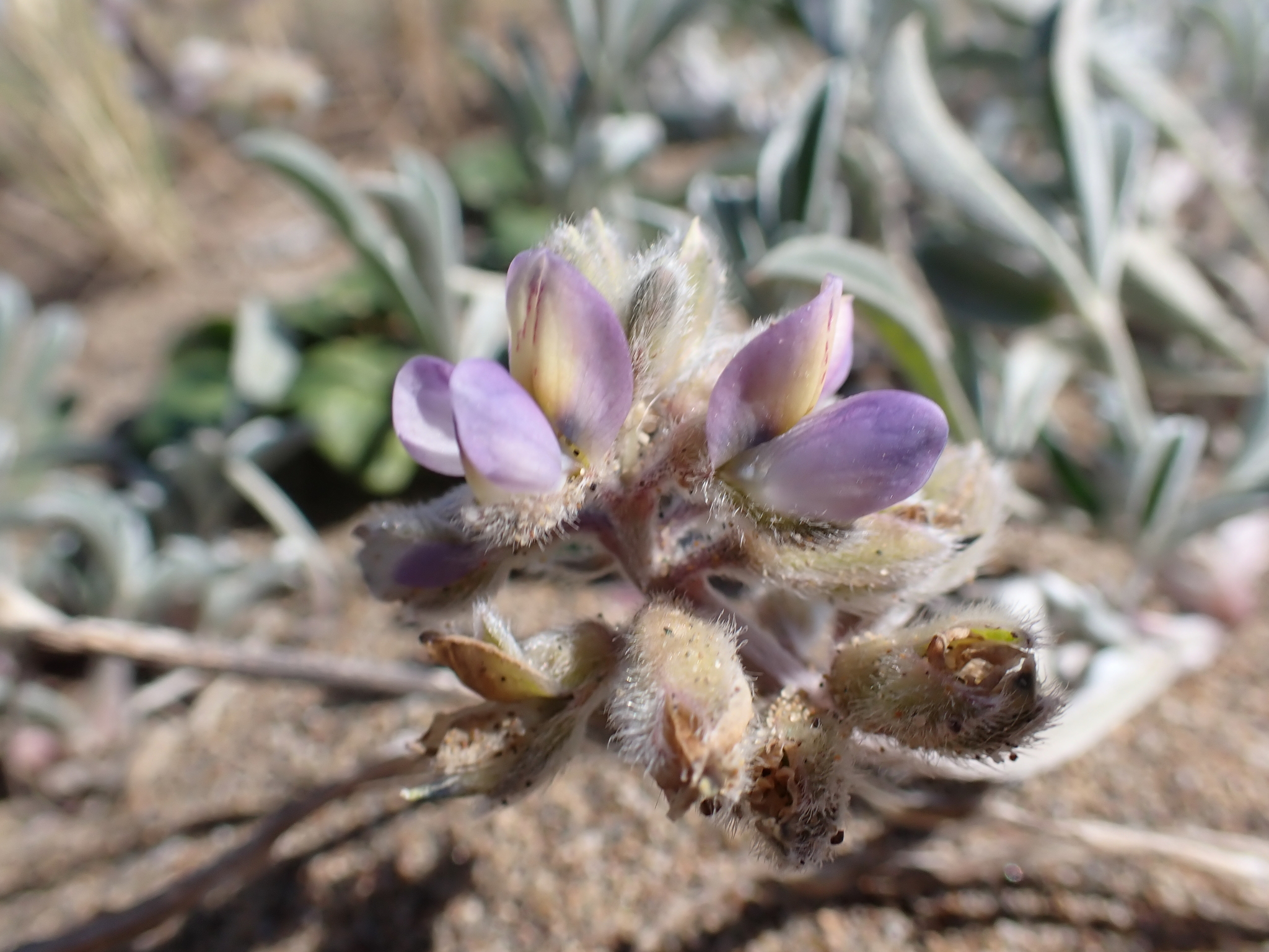 Lupinus tidestromii var. layneae