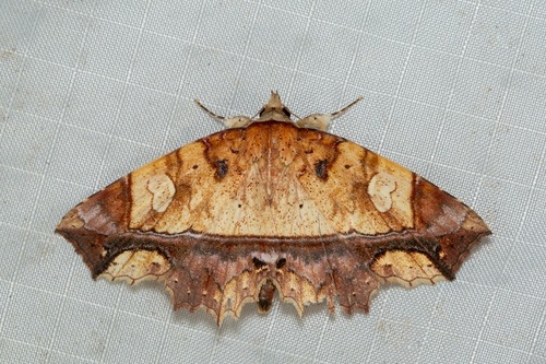 Tamba ionomera