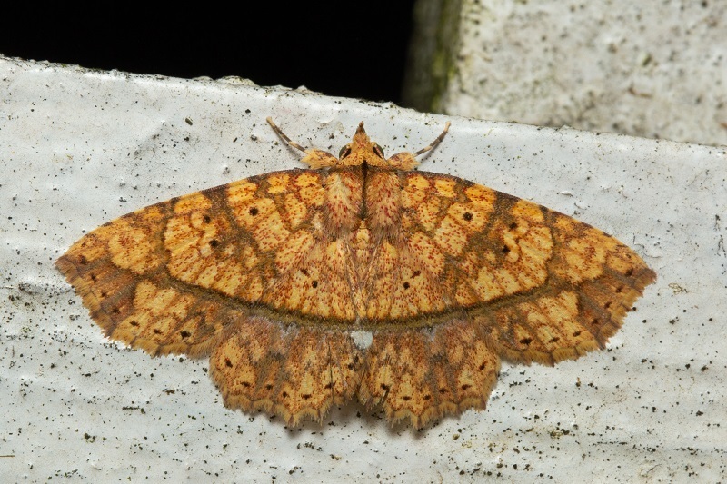 Tamba ochra
