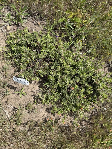 Arctostaphylos montana, photograph 6