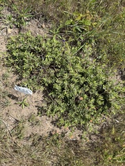 Arctostaphylos montana, photograph author not stated, no rights reserved