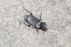 Pterostichus mutus