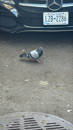 Rock Pigeon observed by henry27752