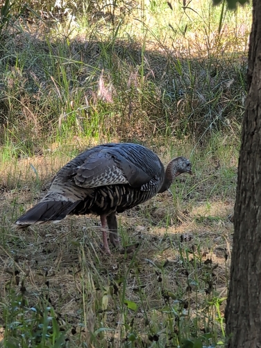 iNaturalist observation photo of Wild Turkey