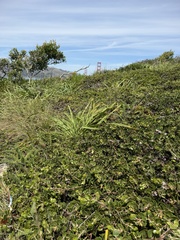Arctostaphylos montana, photograph author not stated, no rights reserved