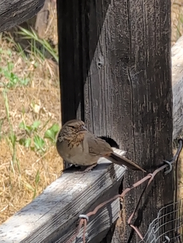 iNaturalist observation photo of California Towhee