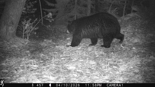 Black Bear