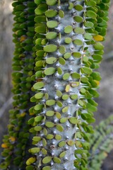 Alluaudia procera